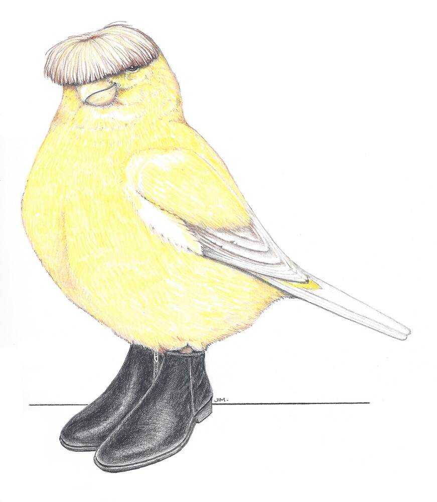 Gloster Canary in Beatle Boots by JimsBirds
