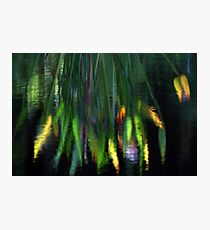 Reflection In The Pond Photographic Print