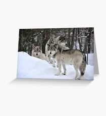 Timber Trio Greeting Card