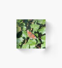 Peacock Butterfly Acrylic Block