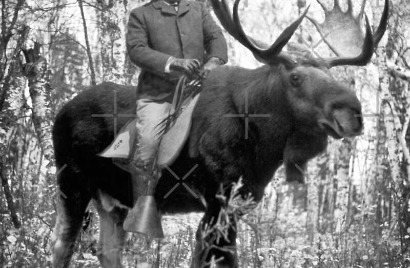 roosevelt riding a moose