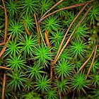 «El aroma del bosque de pinos III» de Veikko  Suikkanen