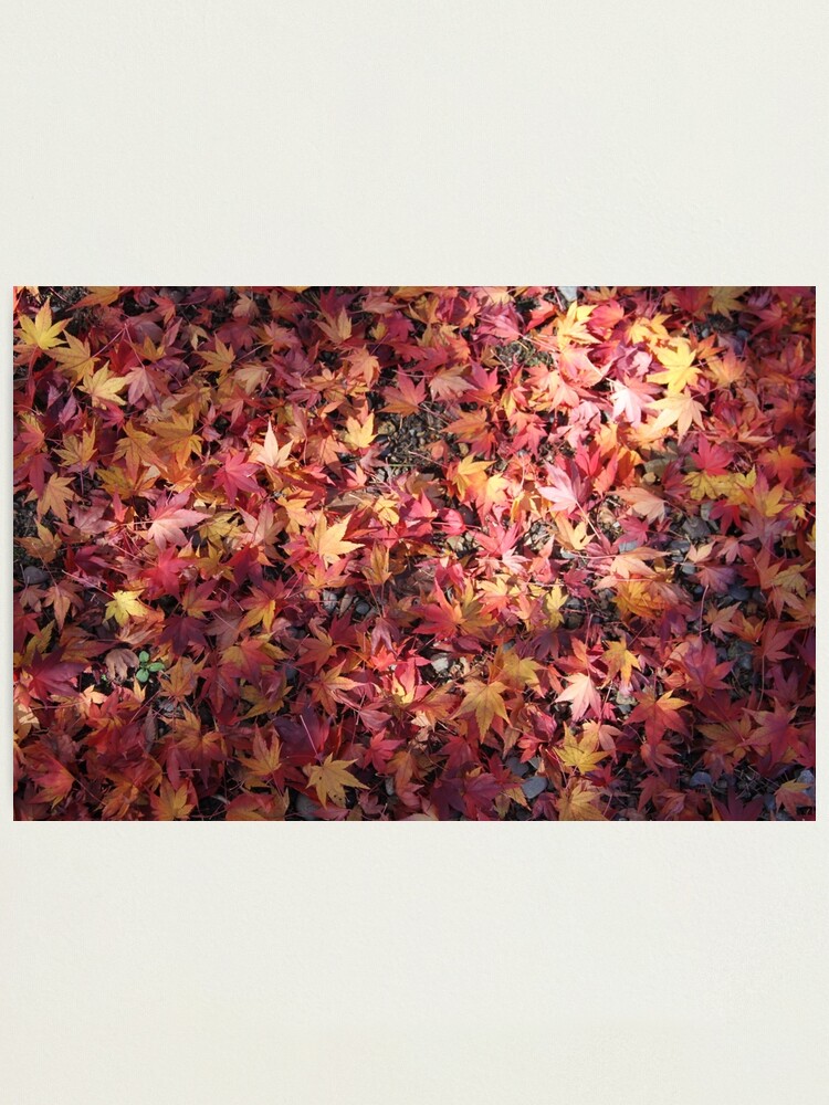 Alternate view of autumn fallen stars Photographic Print