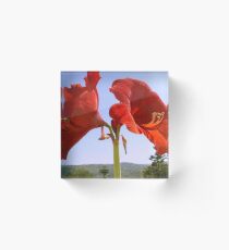 Larger than Life Orange Amaryllis Lilly Acrylic Block