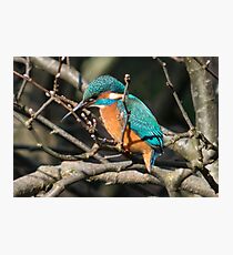 Kingfisher Photographic Print