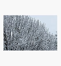 High Cotton Photographic Print