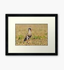 Plover Talk - Funny Nature and Entertaining Wildlife Framed Print