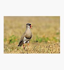 Plover Talk - Funny Nature and Entertaining Wildlife Photographic Print