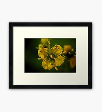 Macro Flowers Framed Print