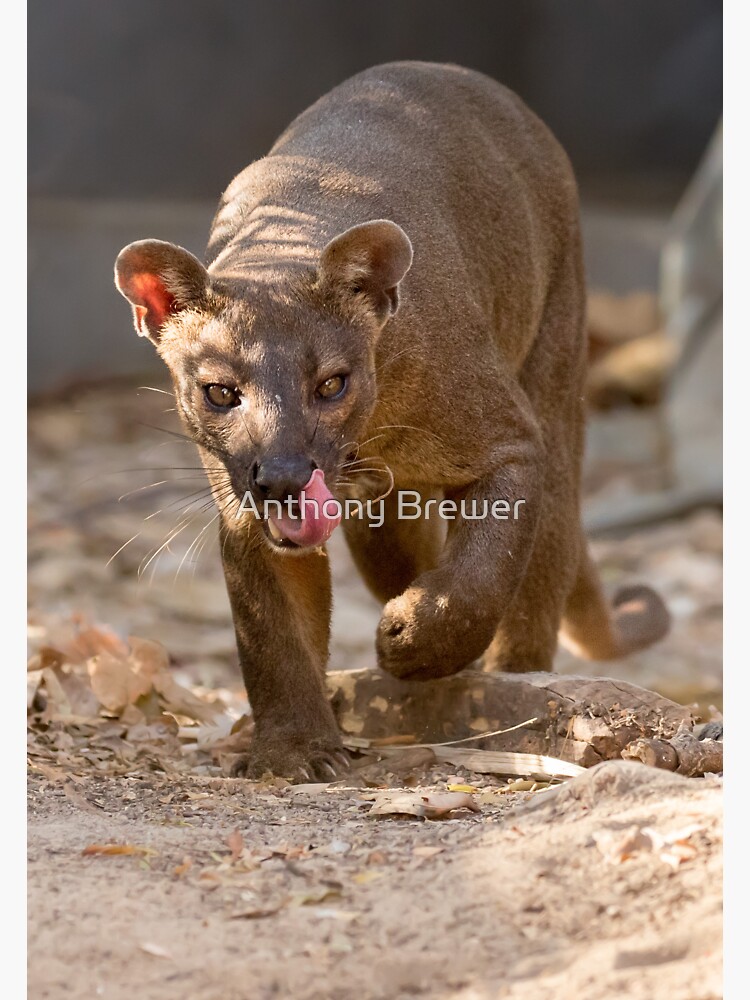 Prowling fosa by dailyanimals