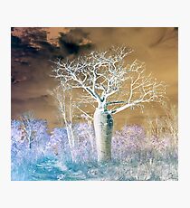 Boab Tree Photographic Print