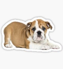 bulldog Sticker