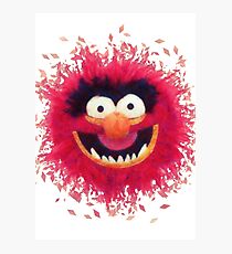 Muppets - Animal Photographic Print