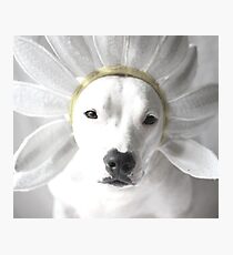 Pittie Flower Photographic Print