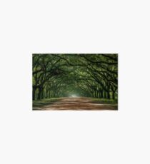 Wormsloe Plantation Oak Lane Art Board