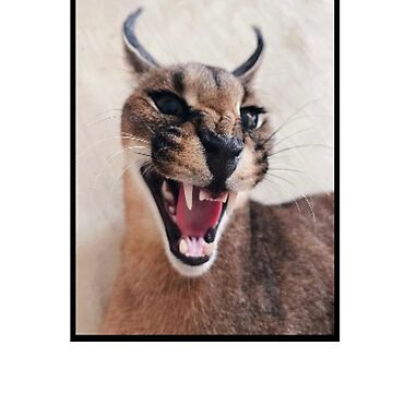 Big Floppa Funny Caracal Big Cat Meme Art Board Print for Sale by  dinnashop