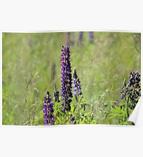 Irving Nature Park (Lavender) Poster