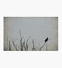 Nature Photographic Print