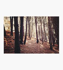 Trees Photographic Print