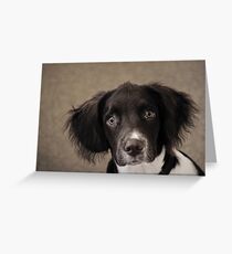 Springer Spaniel Greeting Card