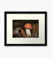 Red Cap Mushroom Framed Print