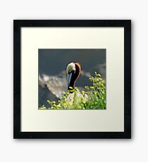 Bird bill Framed Print