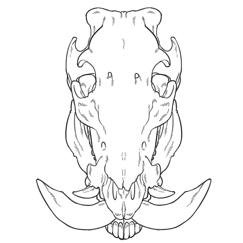 "hog skull" by lacewinchester | Redbubble