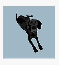 Louie Photographic Print