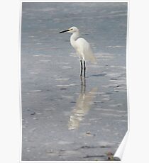 Egret Poster