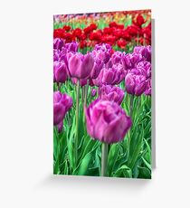 Tulip Field Greeting Card