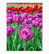 Tulip Field Photographic Print
