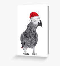 African Grey Parrot - Merry Christmas! Greeting Card