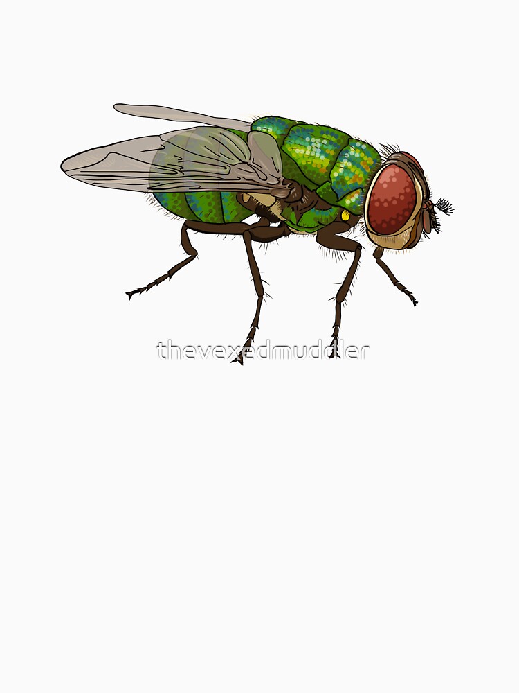 Chrysomya megacephala blowfly by thevexedmuddler