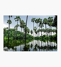 Bain de palmiers Photographic Print
