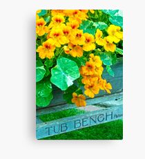Tubbed Nasturtiums On Bench Canvas Print