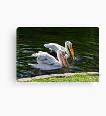 Pelicans Canvas Print