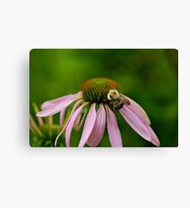 Busy Bumble Bee Canvas Print