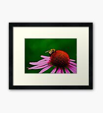 Busy Bumble Bee 2 Framed Print