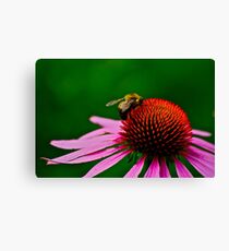 Busy Bumble Bee 2 Canvas Print