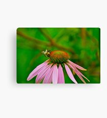 Busy Bumble Bee 3 Canvas Print