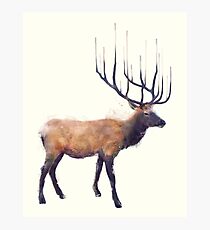 Elk // Reflect Photographic Print