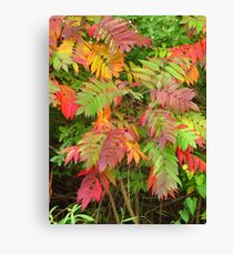 All The Colors of the Rainbow Canvas Print
