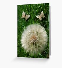DANDILION PICTURE WITH DANDILION BUTTERFLIES MADE FROM THE DANDILION...PICTURES AND OR CARDS.. Greeting Card