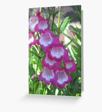 Penstemon IV Grußkarte