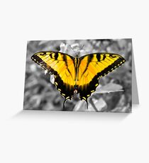 Tiger Swallowtail Butterfly Greeting Card