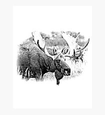 Bull Moose. Wildlife Moose. Moose Antlers. Canadian Moose. Alaskan Moose. Photographic Print