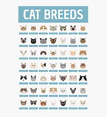 Lámina fotográfica Razas de gatos