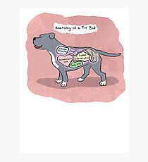 Anatomy of a Pit Bull Photographic Print