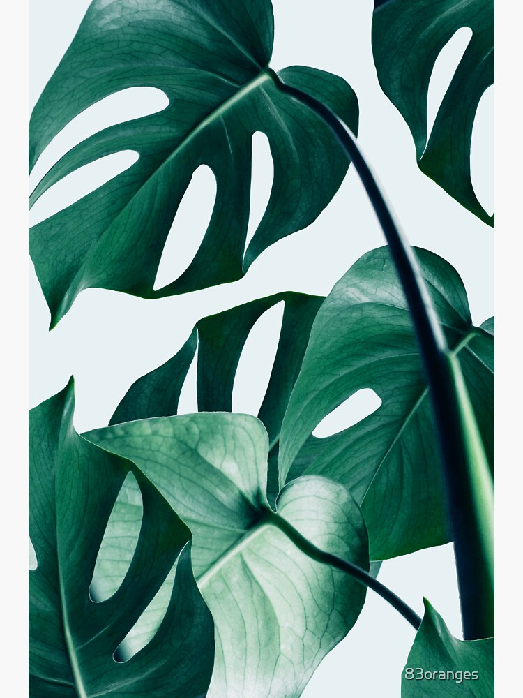 Monstera #redbubble #Artdrucken von 83oranges