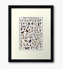 Raptors of the Indian Subcontinent Framed Print